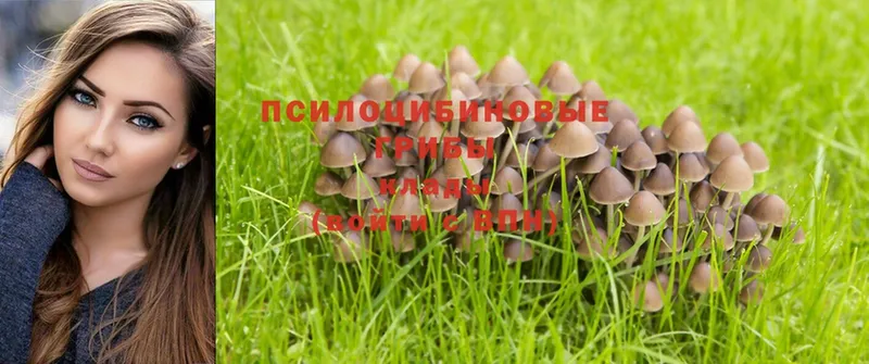 Псилоцибиновые грибы Psilocybe  дарнет шоп  Балтийск 